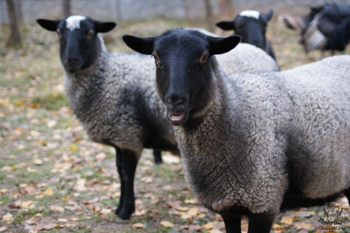Романовская порода баранов. Грубошерстные породы овец Романовская. Порода романовских овец. Романовский баран.
